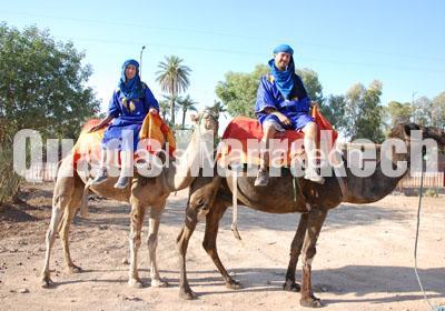 Dromadaire Marrakech